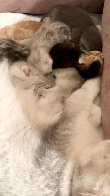 Котятам 6 дней.