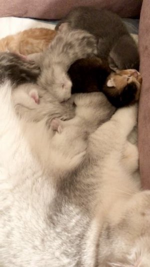 Котятам 6 дней.