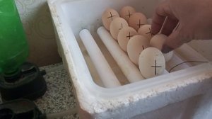 А вот и индюшата на подходе, точнее в воздушной камере. Во время охлаждения проверяю яйца.