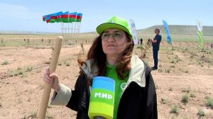 Сотрудники МТРК «Мир» в Азербайджане высадили около 500 деревьев