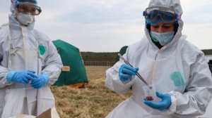 Очаг ликвидирован: в Корсакове «боролись» с птичьим гриппом