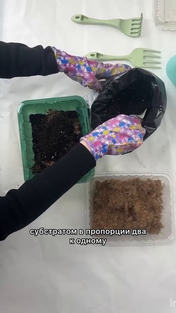 Томат вымахал за 10 дней. Секрет — в правильном грунте!