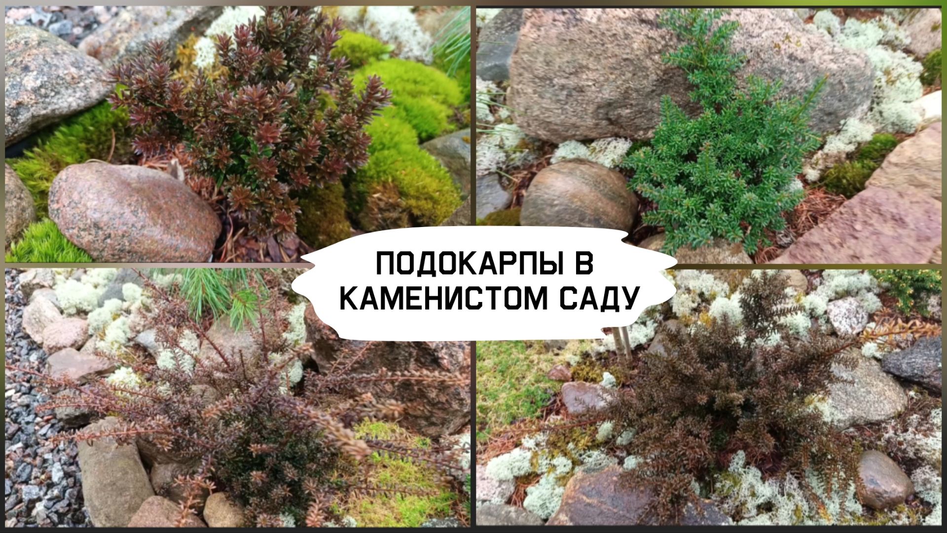 Подокарпы в каменистом саду