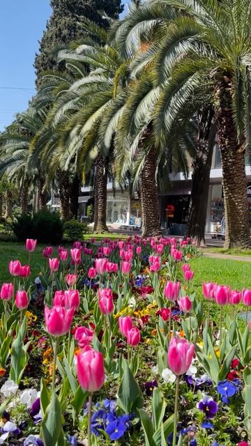 Пальмы и тюльпаны в городе Сочи 🌴🌷