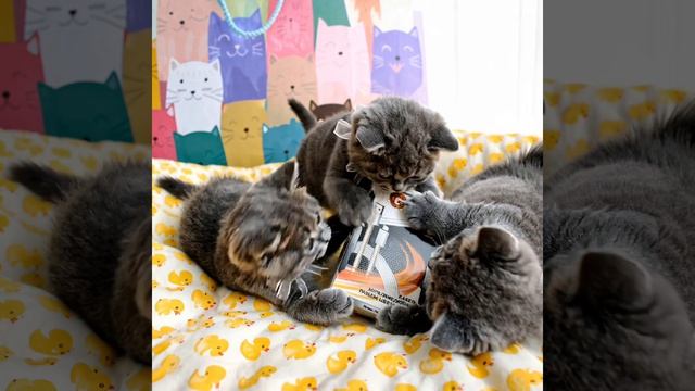 Котята