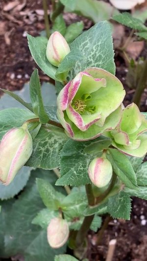 Морозник Восточный Frostkiss glenda's gloss (Helleborus orientalis)