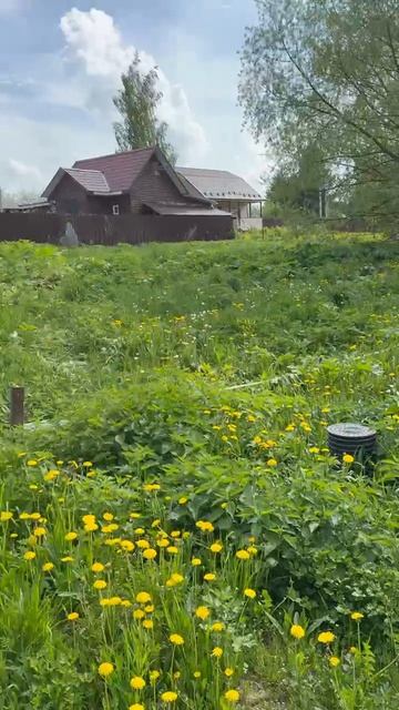 Обработка от борщевика в Москве и Московской области