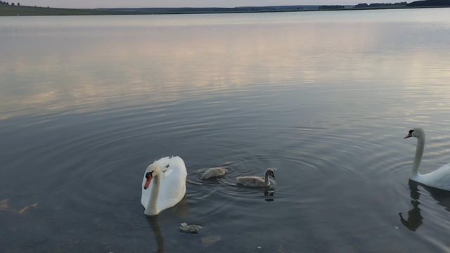 Лебеди с лебедятами на озере Чебачье, Челябинская область