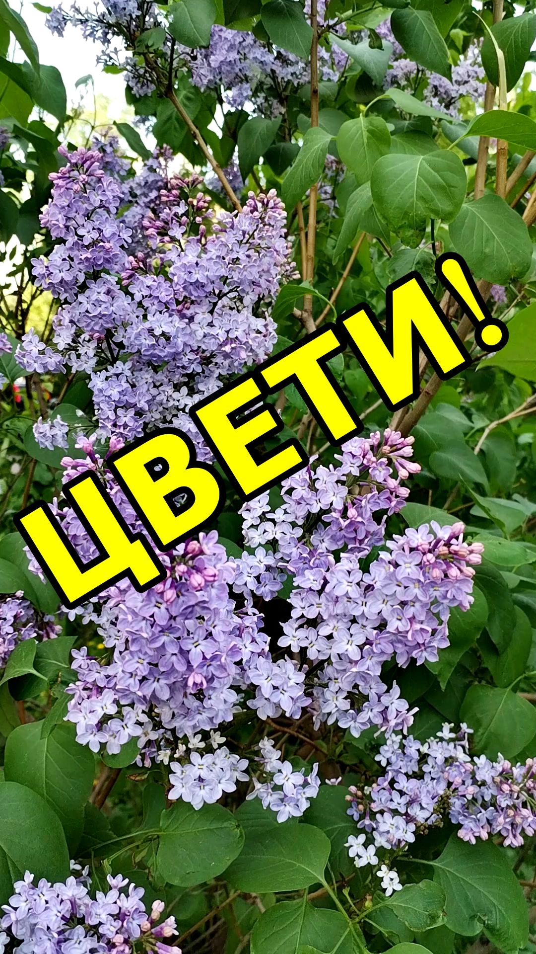 ЦВЕТИ🌺