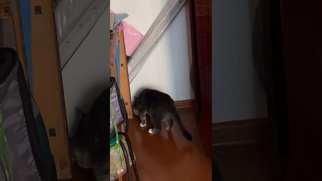 Кото-контроль