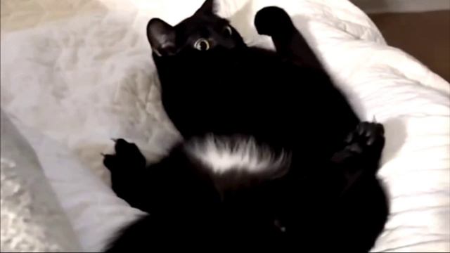 Заставка для видео Черный кот № 568
