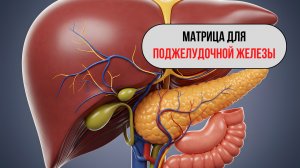Матрица для поджелудочной железы: восстановление и поддержка поджелудочной железы