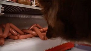Экстремальные прятки Челлендж с Собакой ч. 3