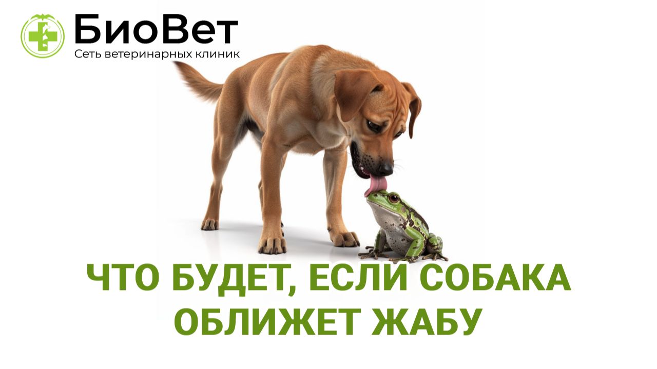 Что будет, если собака оближет лягушку или жабу смотреть онлайн
