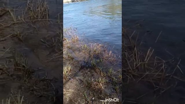РЕКА-РЕКА и БЕРЕГА. Автор видео Александр Старикович. УКТУР. смотреть онлайн
