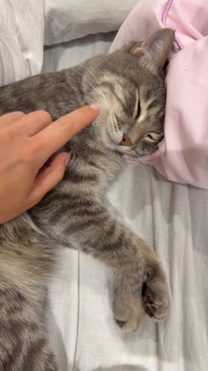 Мило спящий котик 🐱😺