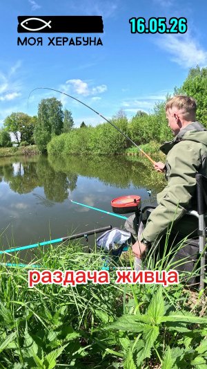 Херабуна. Раздача живца.
