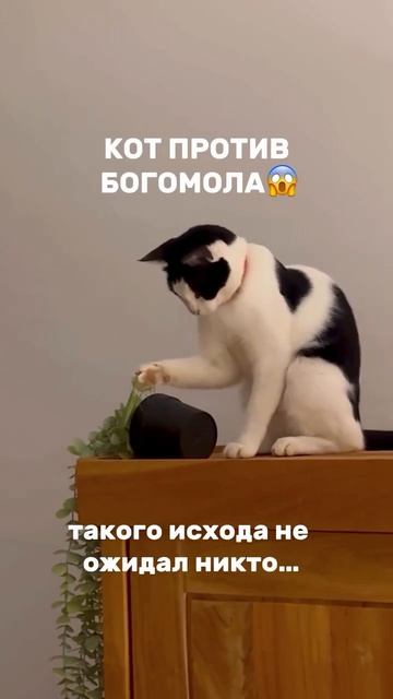 Битва с богомолом смотреть онлайн