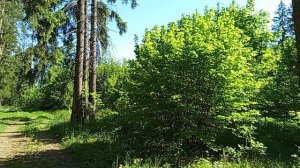 #красивый лес
