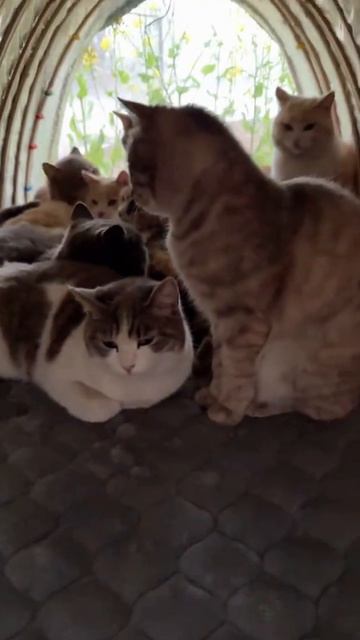 Котохранилище