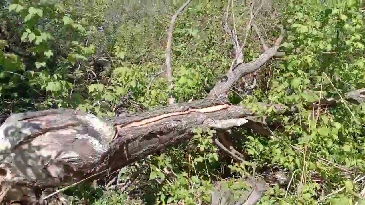 День деревни. Осмотр дамбы. 17.05.2026