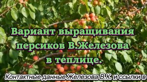 Вариант выращивания персиков В.Железова в теплице.