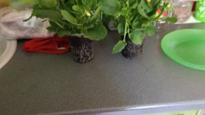 Рассада капусты!🥦