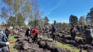 5 тысяч саженцев кедра высадили асиновцы в рамках Международной акции «Сад памяти».