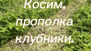 Косим, прополка клубники.