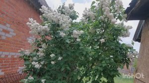 Клумба с пионами и однолетниками готова /