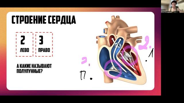 Строение сердца, работа. Сосуды. Группы крови, Иммунитет