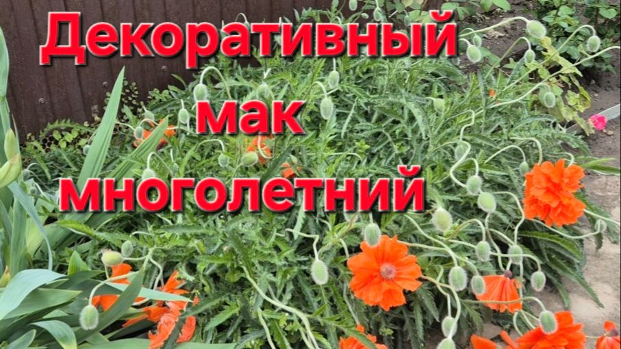 Многолетний декоративный мак.