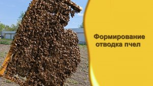 Как сформировать отводок пчёл на маточник?