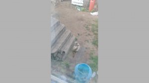 Белый зажигалку ищет|Юмор|Животные