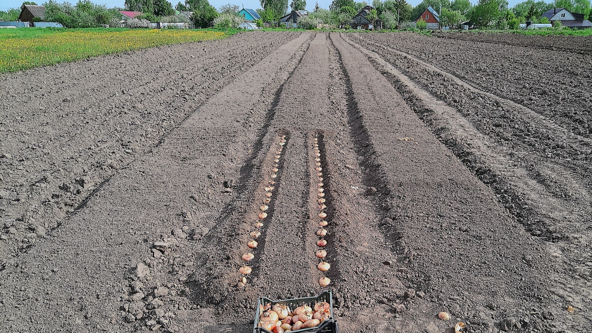 Огород посажен