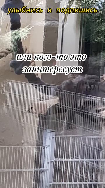 чемпионат