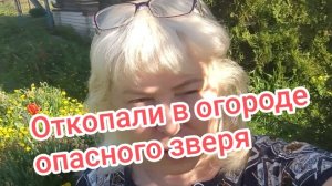 Откопали в огороде опасного «зверя». 19-05-2026