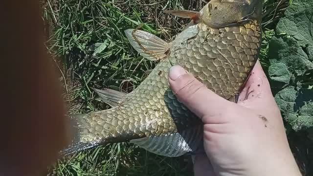 Рыбалка. Карась