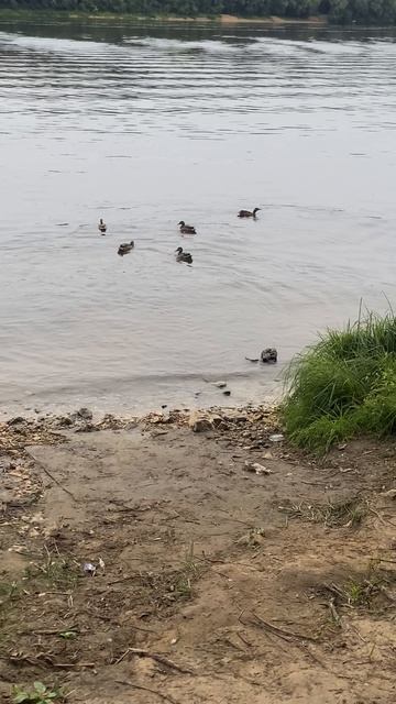 Уточки🦆