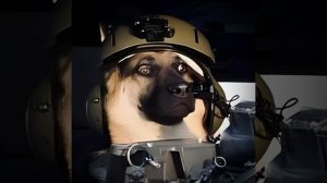 The Dogs of War
