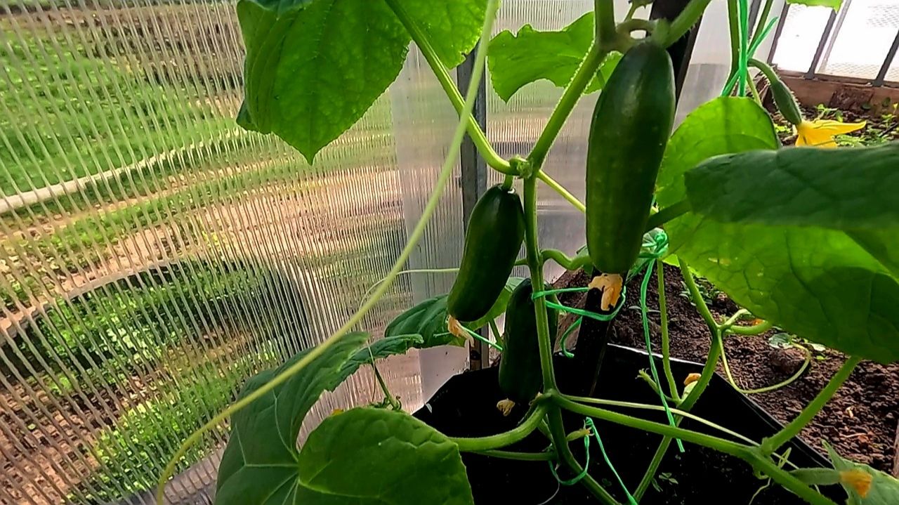 🥒 ВСЕГДА БУДЕТЕ С УРОЖАЕМ ОГУРЦОВ!!