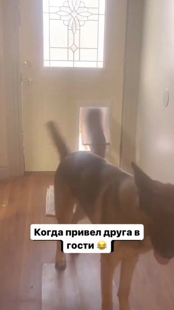 Бемби в гостях у Барбоса смотреть онлайн