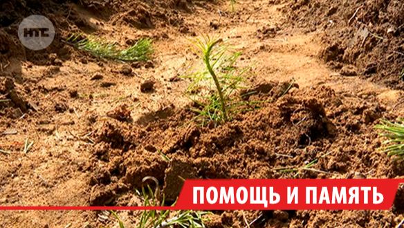 19 тысяч молодых сосен появились возле посёлка Усть-Балей под Иркутском