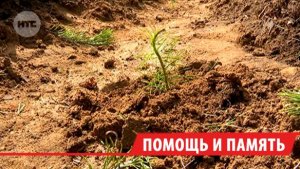 19 тысяч молодых сосен появились возле посёлка Усть-Балей под Иркутском