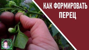 Как правильно формировать перец, чтобы получить крупные и сладкие плоды