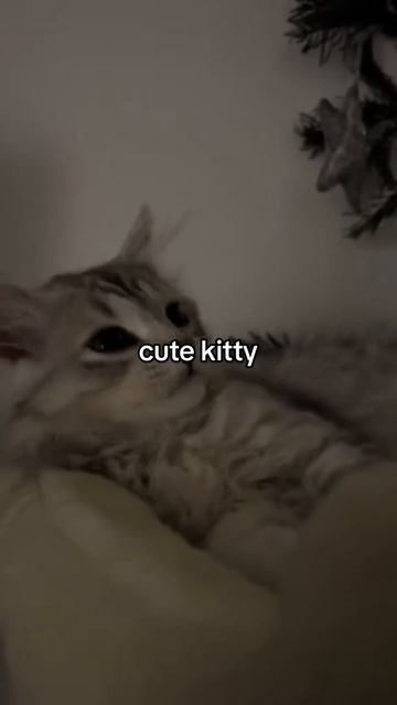 Милые котята😸
