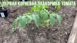 Подкормка томатов после высадки: когда вносить корневую, чем удобрять, схема, сроки