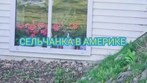 Сельчанка в Америке САЖАЮ КЛУБНИКУ С КОТОМ ПРДГОТОВКА ОГОРОДА К ПОСАДКИ