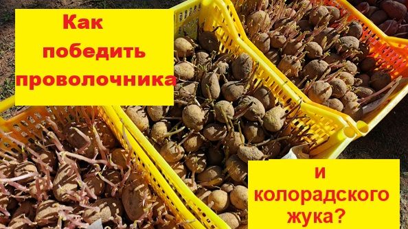 Как обработать картошку перед посадкой от проволочника и жука
