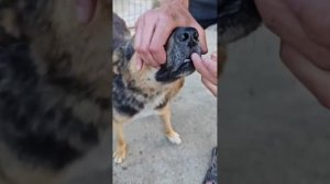 Купила 5 таблеток Нексгарда для наших собачек